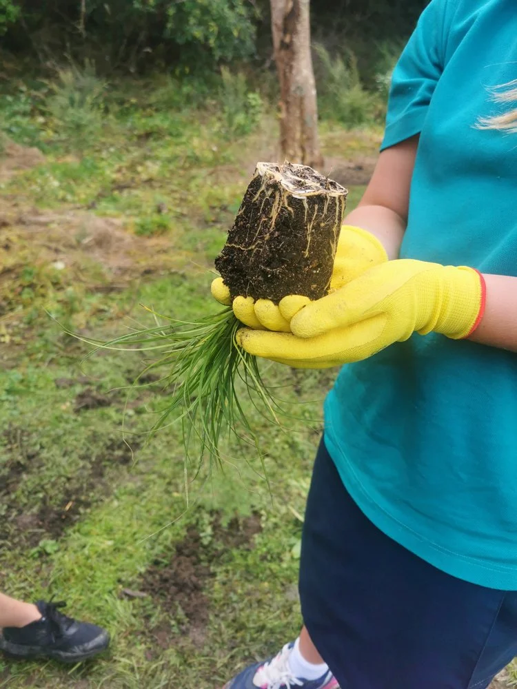 Kōwhai Park Tree Planting
