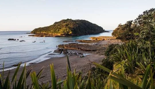 C3 Puriri Trip to Goat Island