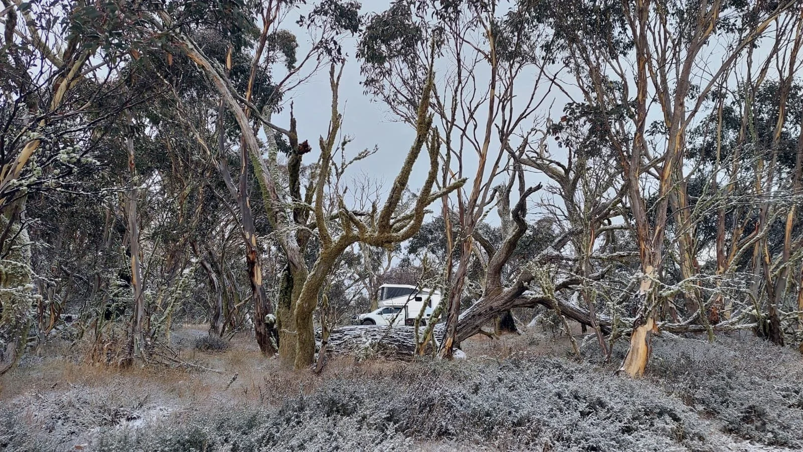 A snowy landscape with leafless trees and a white vehicle parked in the background.