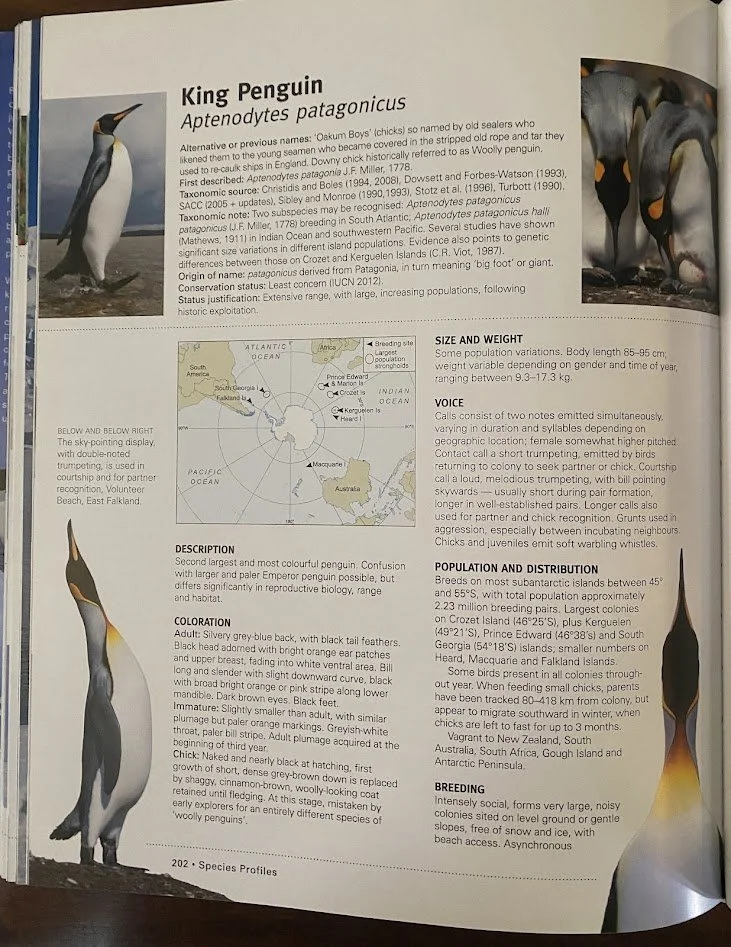 Penguins 5.jpg