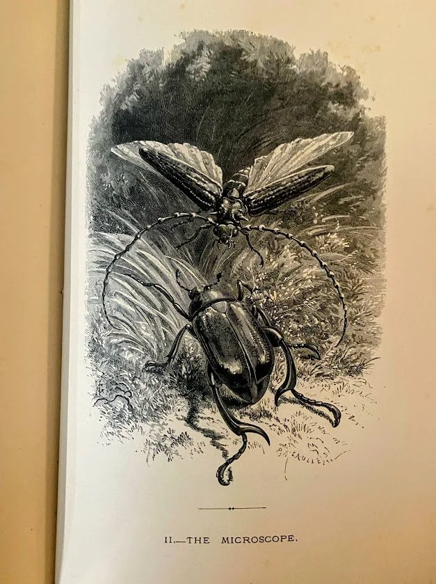 The Insect 2.jpg