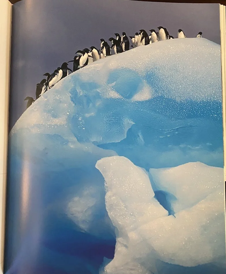 Penguins 2.jpg