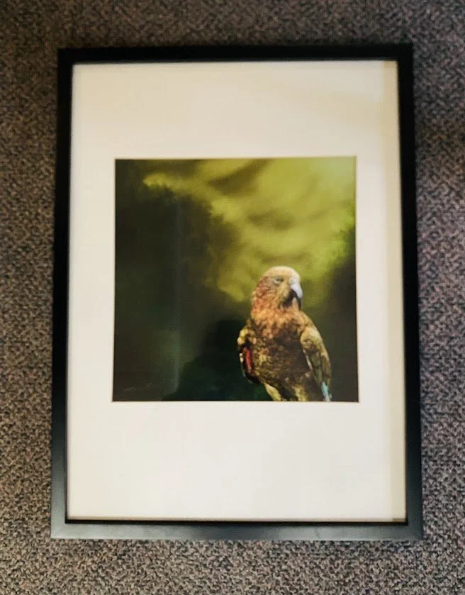 Framed Print of "Kea"