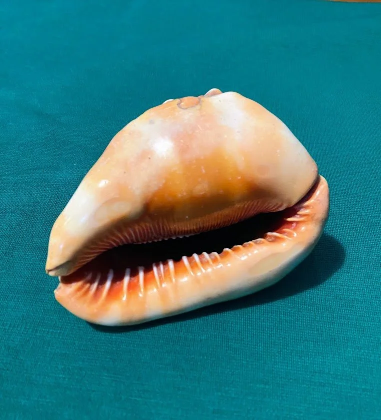 Bull mouth Shell