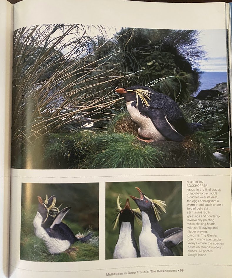 Penguins 4.jpg