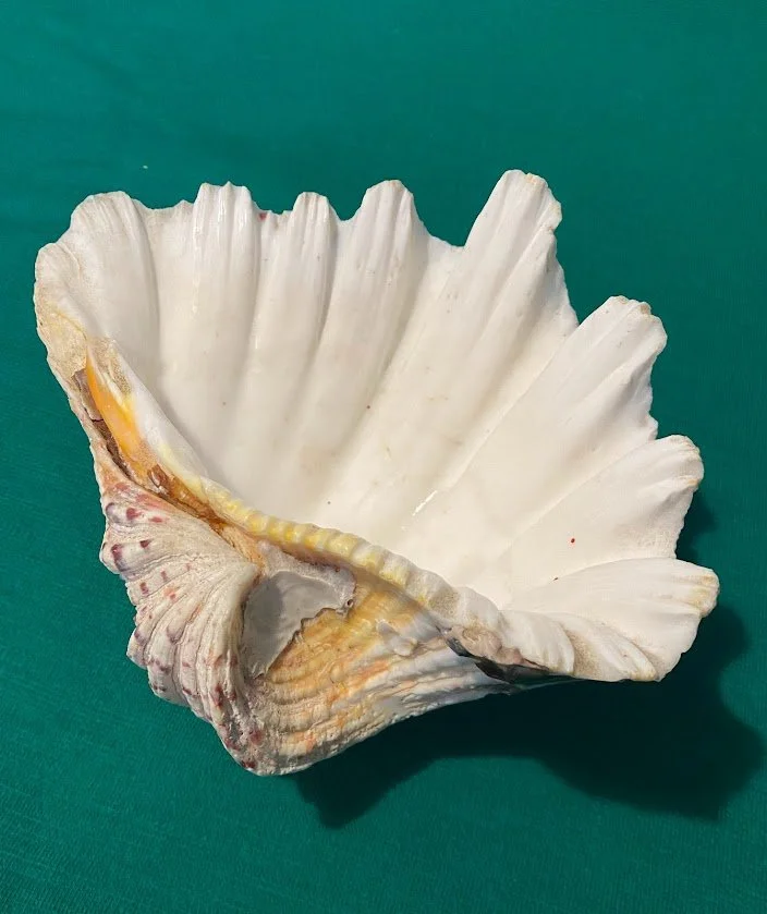 Half Clam shell
