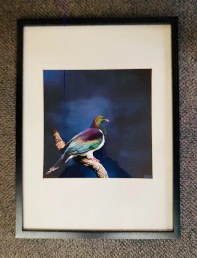Framed Print of "Kereru"