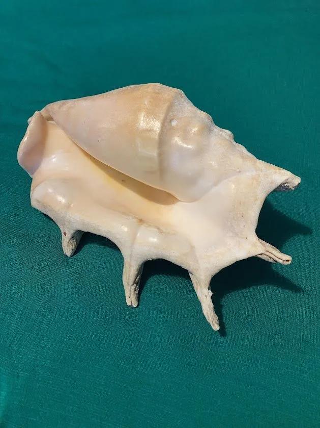 Giant spider Conch Shell