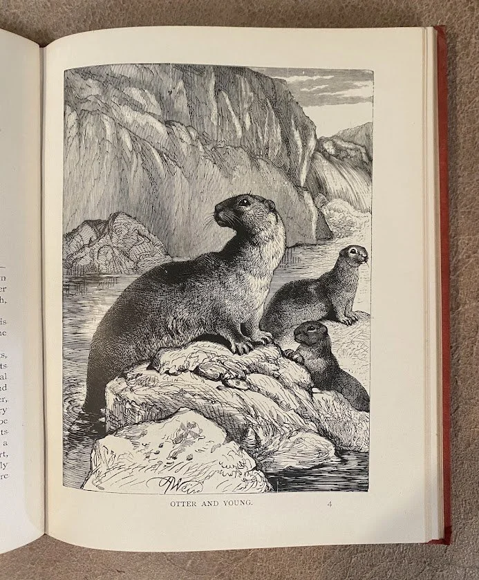 Animals and their young 3.jpg