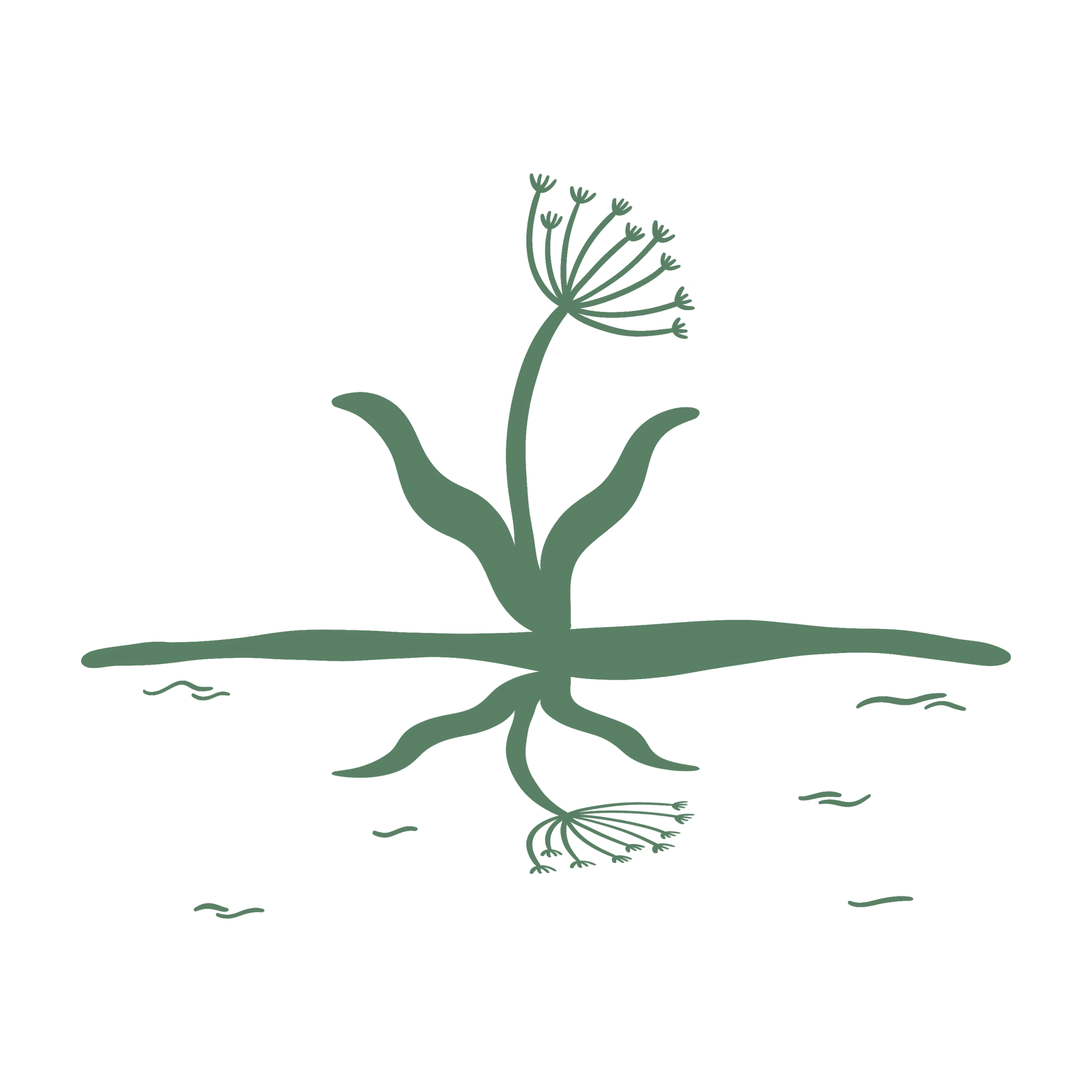 A stylized illustration of a dandelion plant with a tall stem, small leaves, and a cluster of tiny flowers at the top, mirrored in water set against a transparent background.