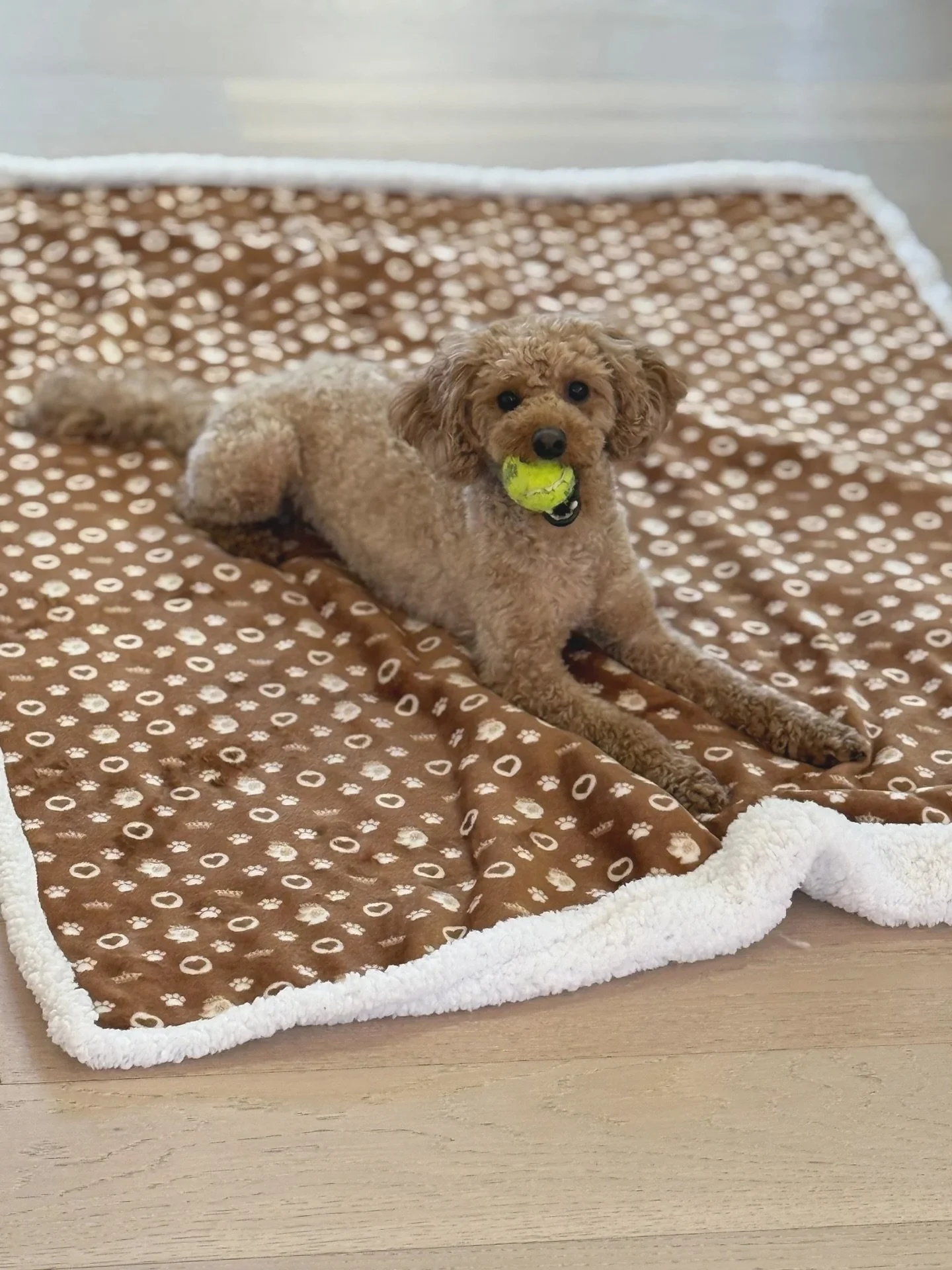 Shaqy-approved: the softest luxury playmat for all your fetch breaks 🐾🎾 Whether it&rsquo;s naptime or playtime, our NAGI Pets blanket has your pup covered&mdash;literally.

#petblanket #dogblankets #comfyblankets #puppylove #playfetch #oakvillevet 
