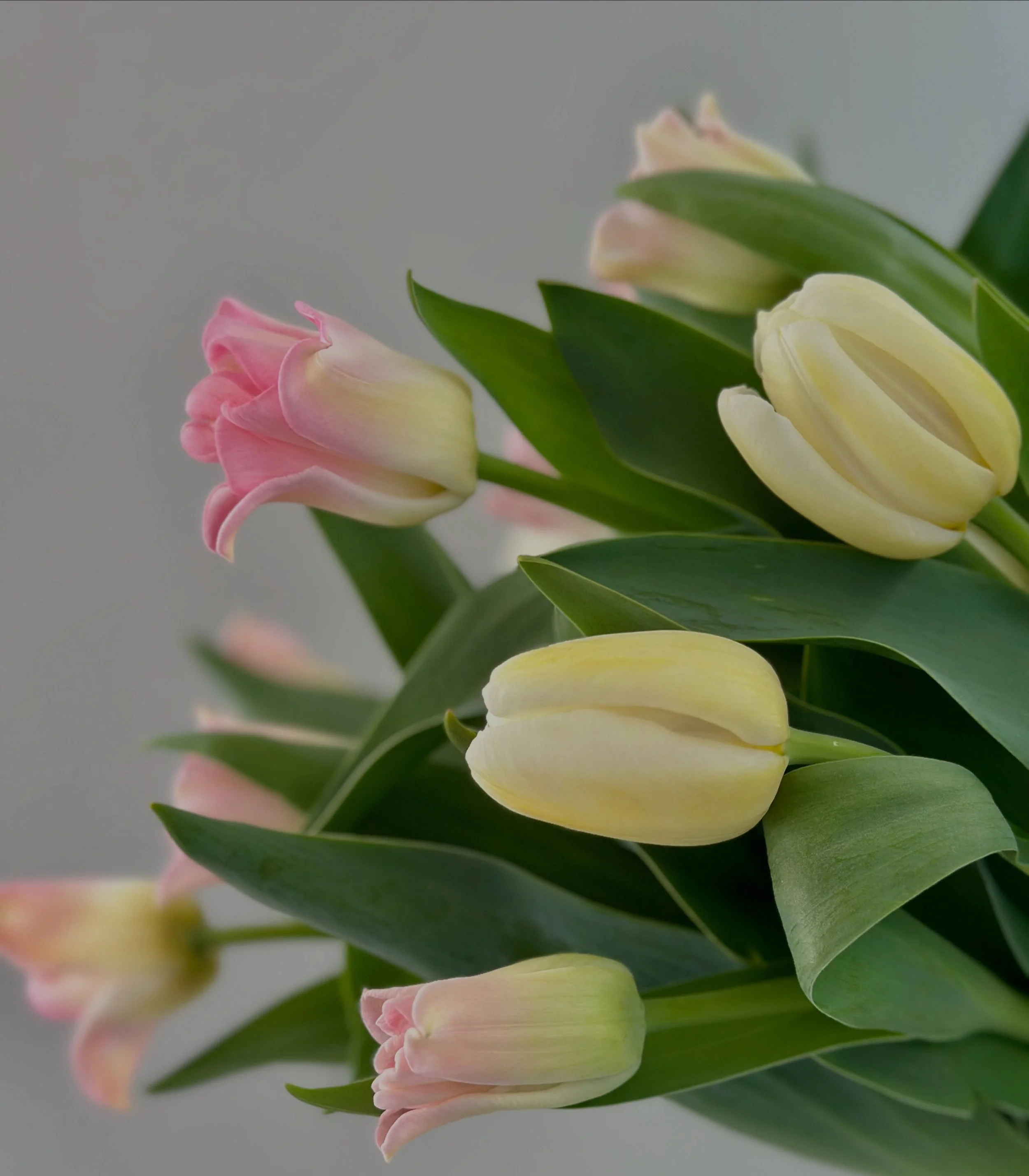 🌷 THE TULIPS ARE FINALLY HERE 🌷

And they&rsquo;ll be at the flower stand tomorrow from 9am!

I won&rsquo;t lie&hellip;. I was getting major FOMO watching everyone else&rsquo;s gorgeous tulips flowering while mine were still doing absolutely nothin