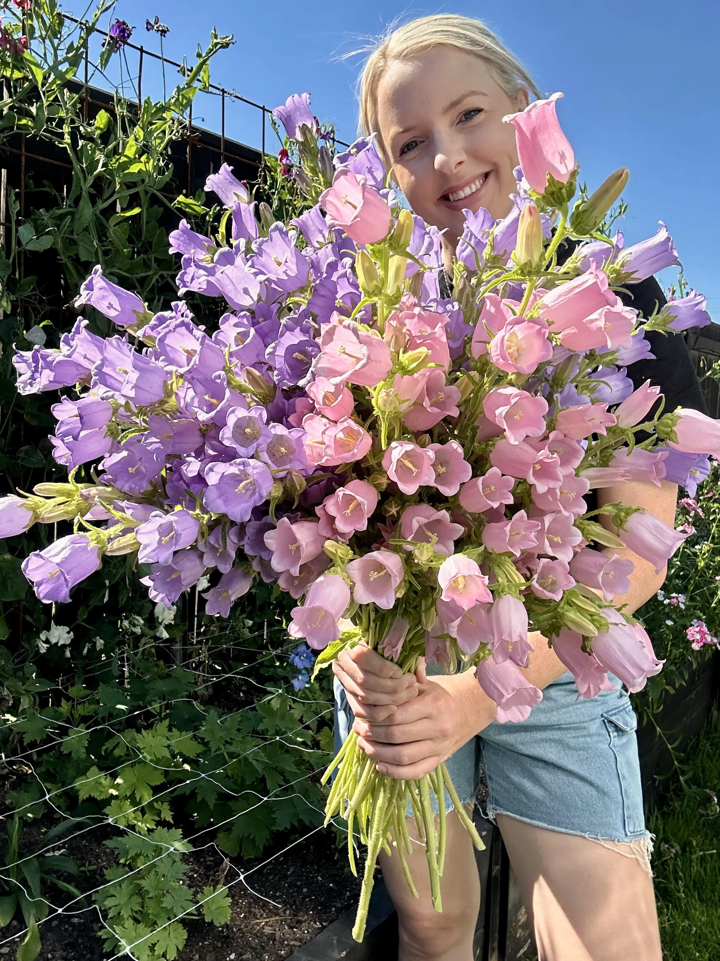 Sarah with arm loads of freshly picked pink and purple campanula
