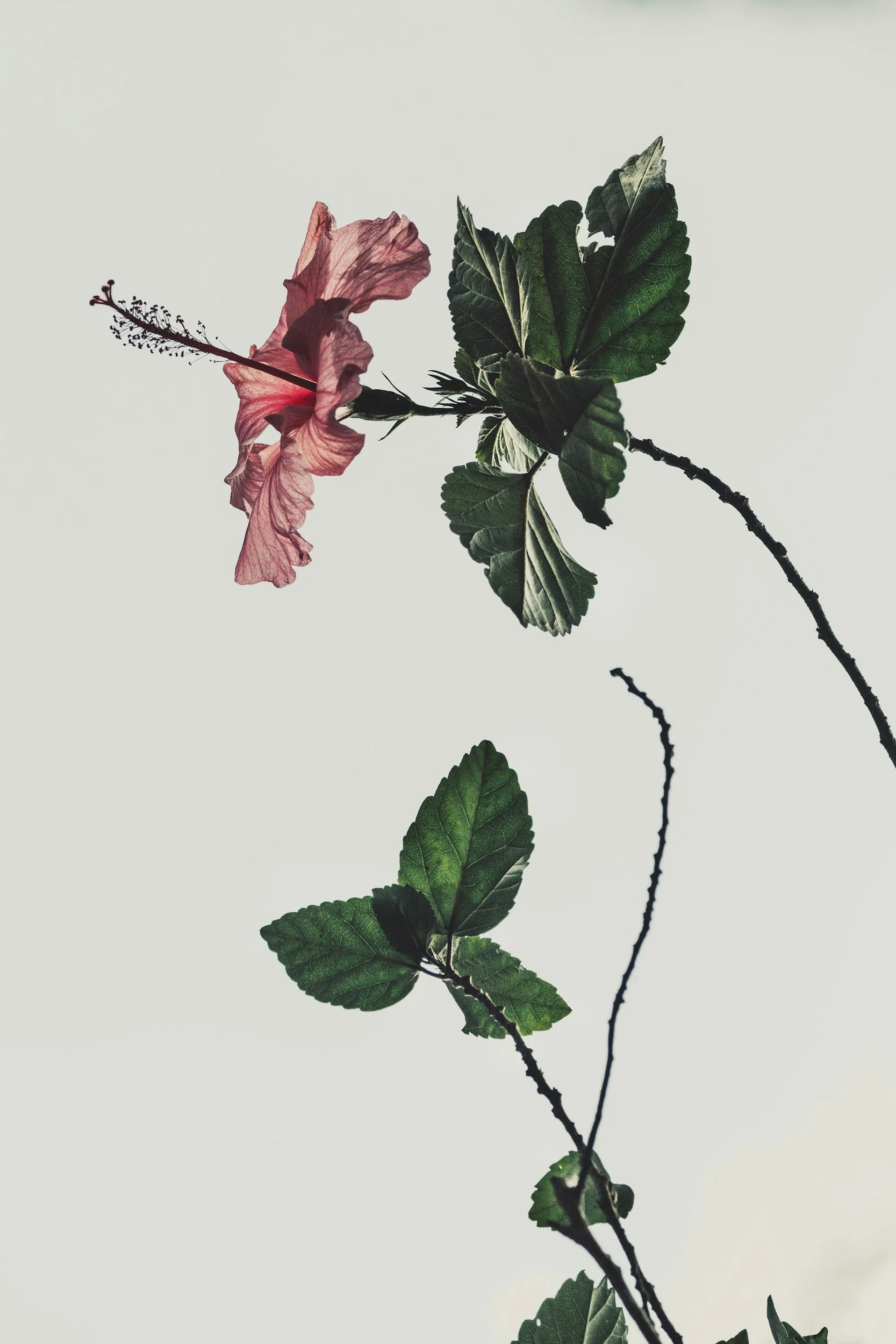 Naturopath Support in Dunsborough for Chronic Fatigue Syndrome