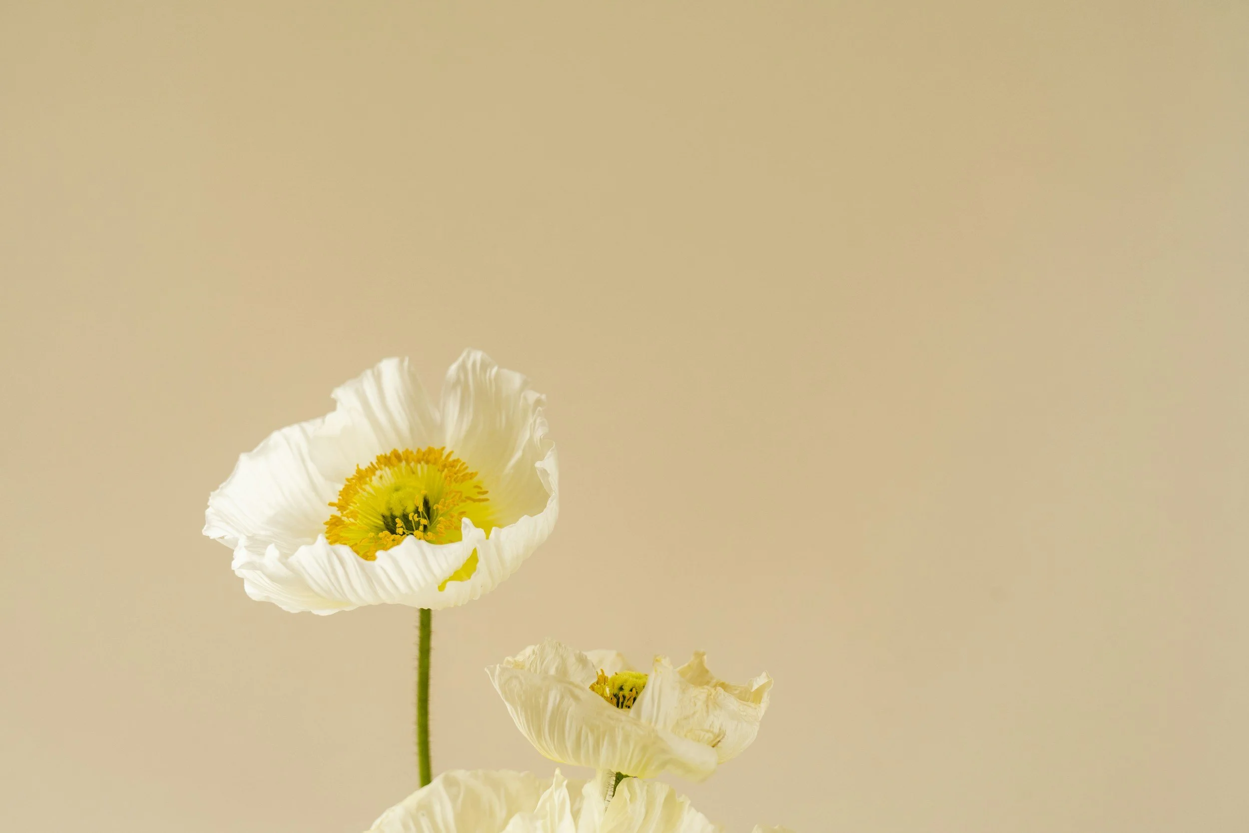 Fertility Support at Revital Health
