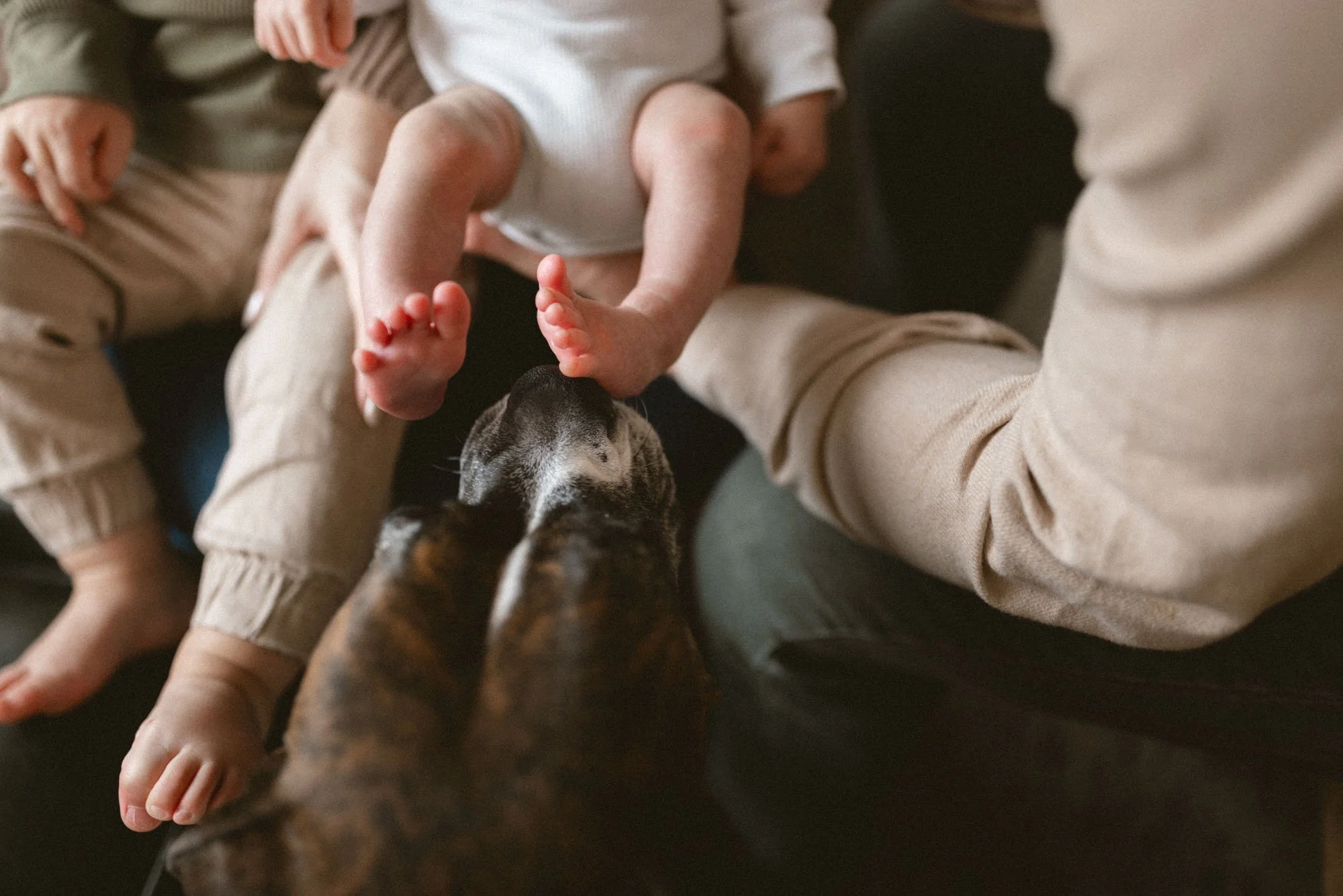 A family dog gently sniffs a newborn’s tiny feet during a cozy, pet-friendly in-home newborn photography session in Seattle.