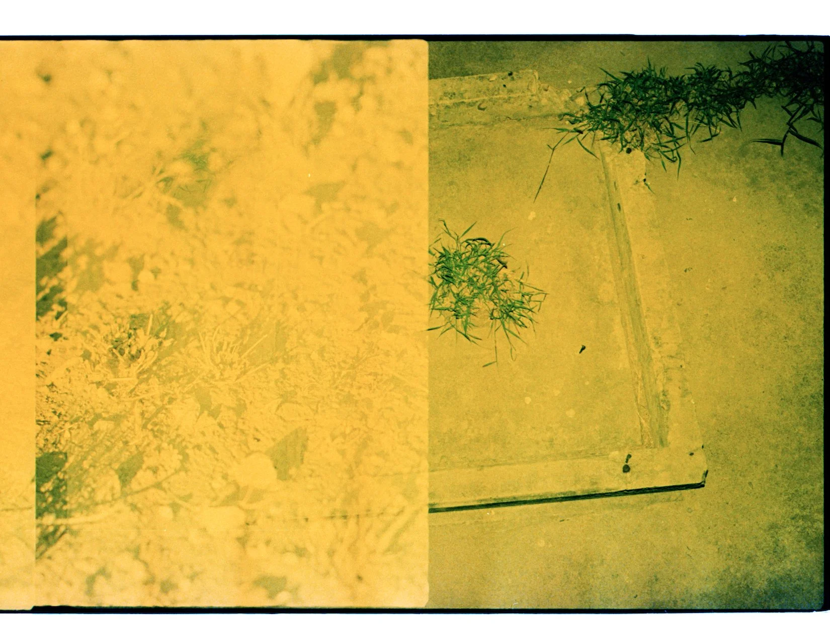 Where the weeds are 9.jpeg