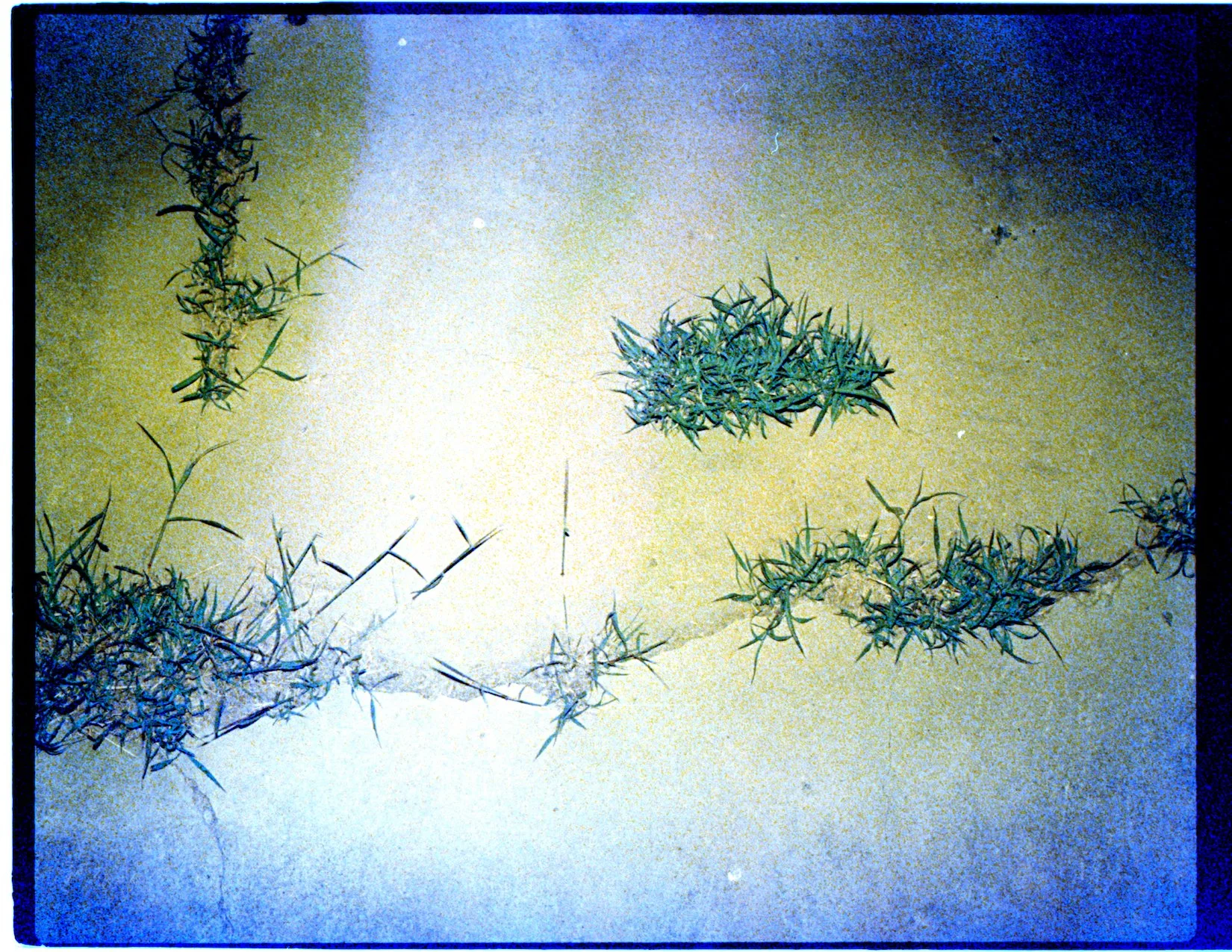 Where the weeds are 2.jpeg