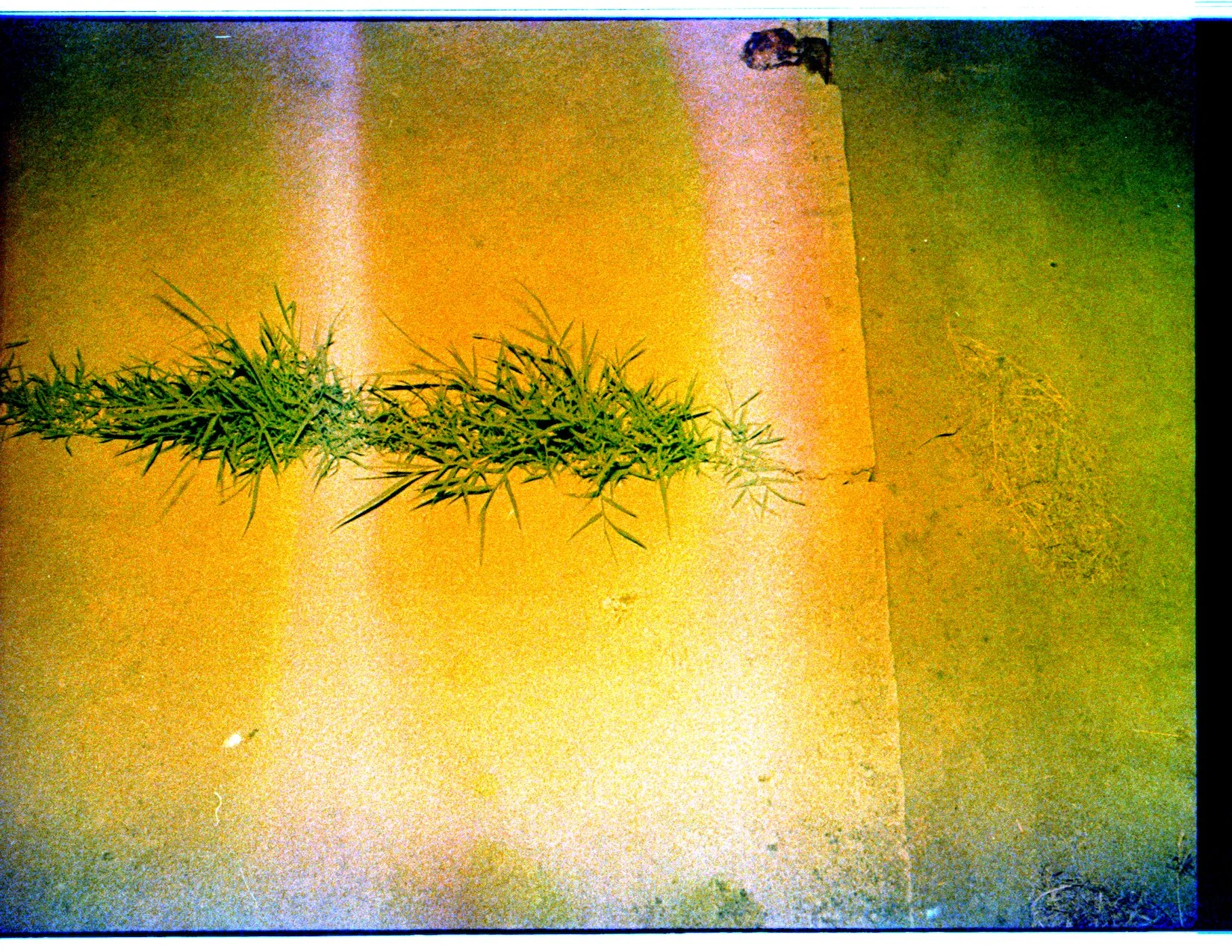 Where the weeds are 6.jpeg
