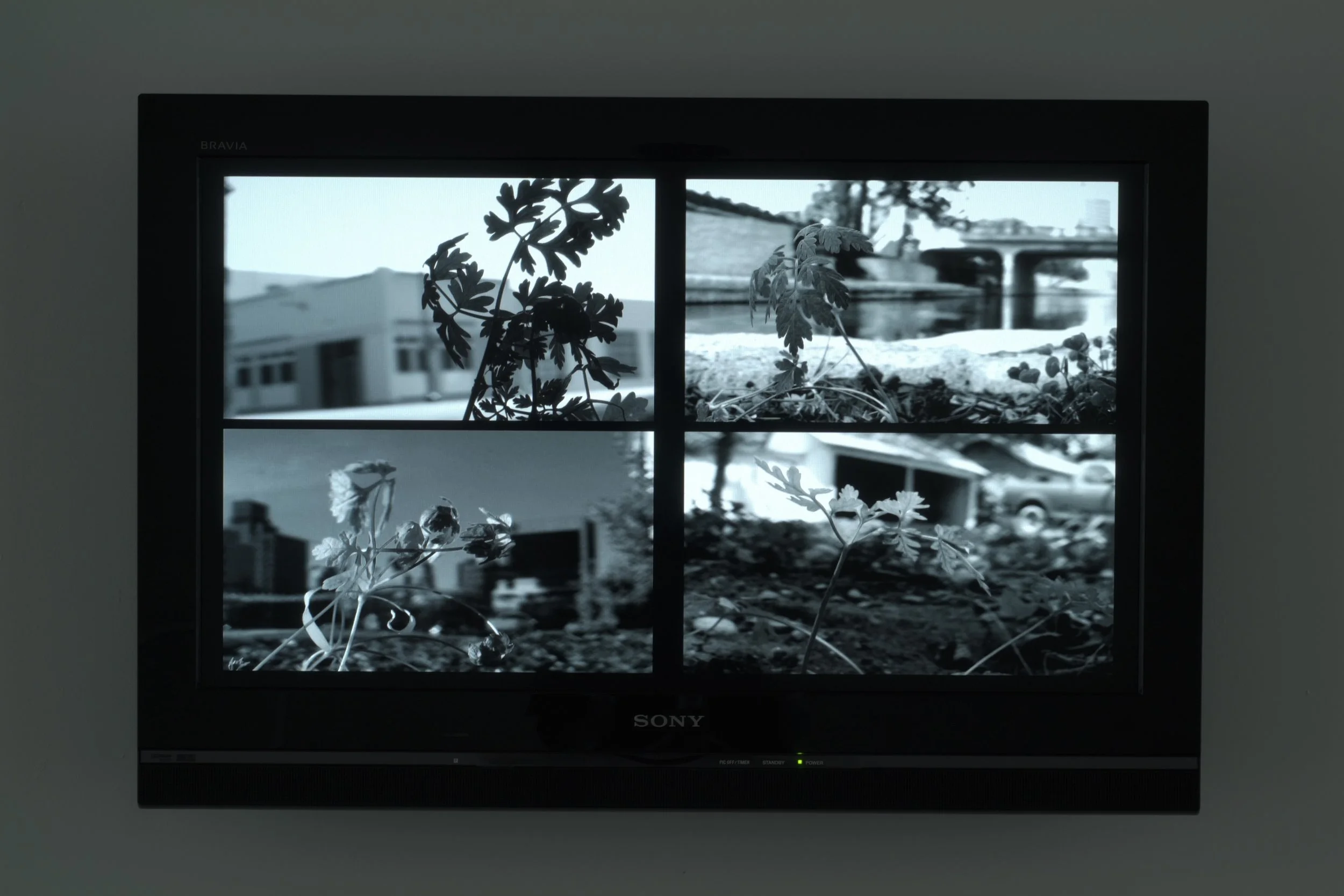 27__bloom hd video 4 track 2009__.jpg