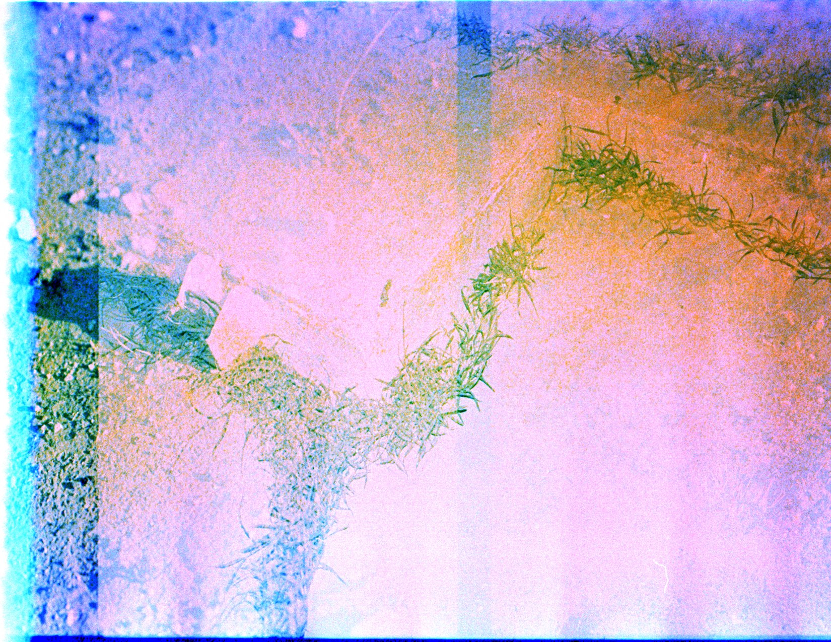 Where the weeds are 8.jpeg