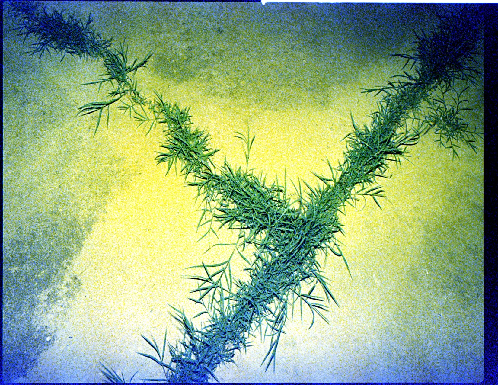 Where the weeds are 4.jpeg
