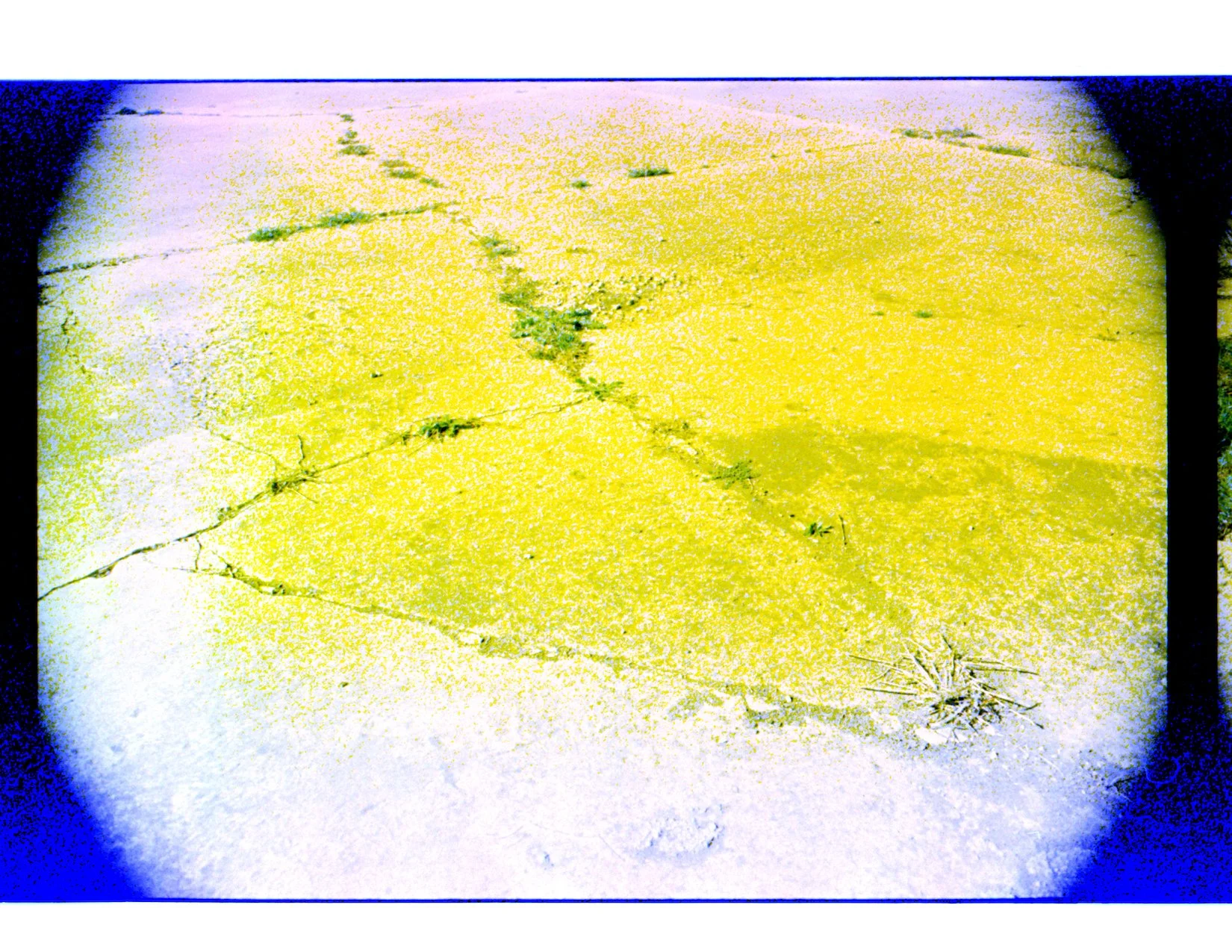 Where the weeds are 15.jpeg