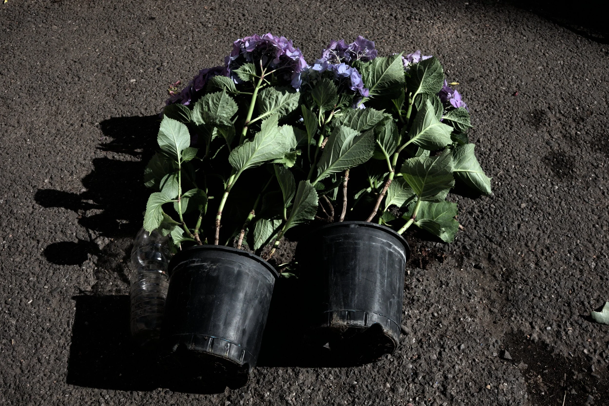 DSCF0883.jpg