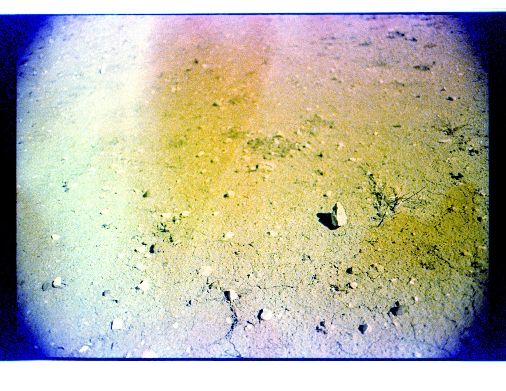Where the weeds are 13.jpeg
