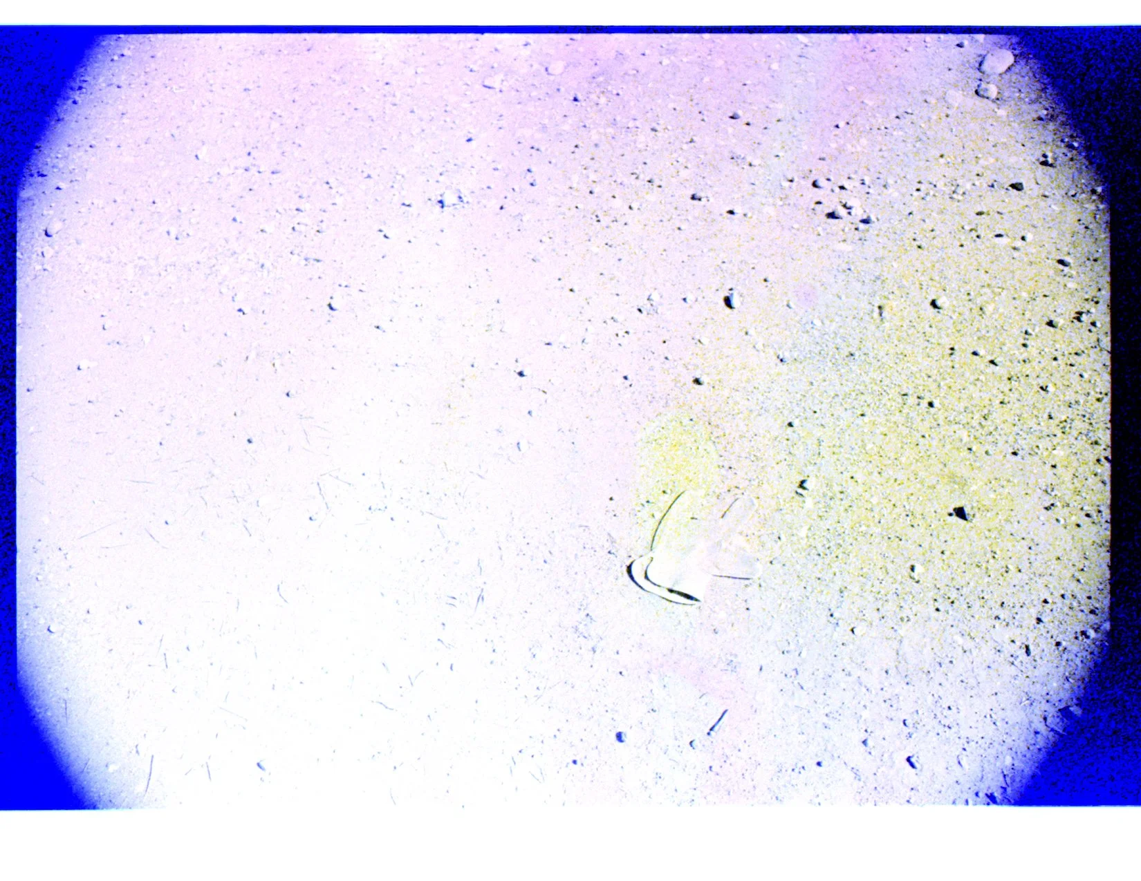 Where the weeds are 18.jpeg