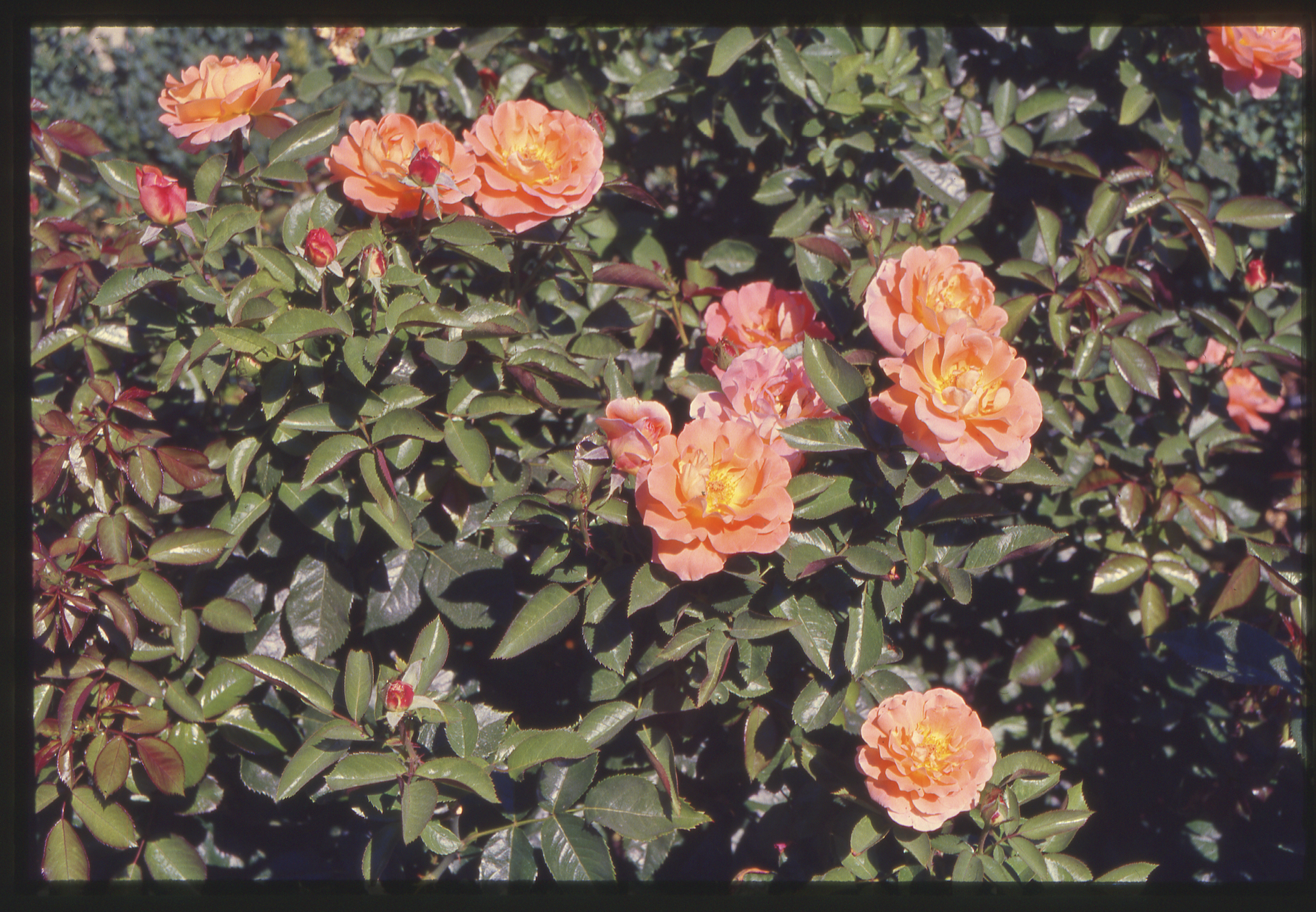 Screenshot 2024-12-02 at 9.13.53 PM.png