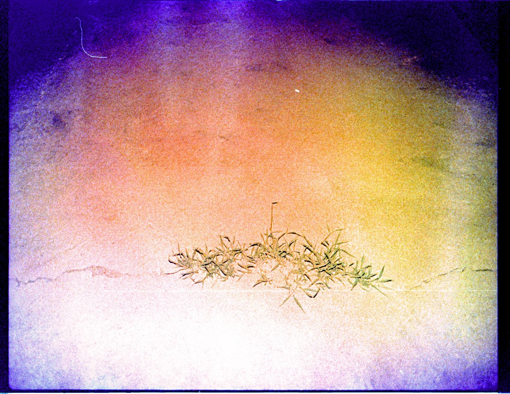 Where the weeds are 5.jpeg