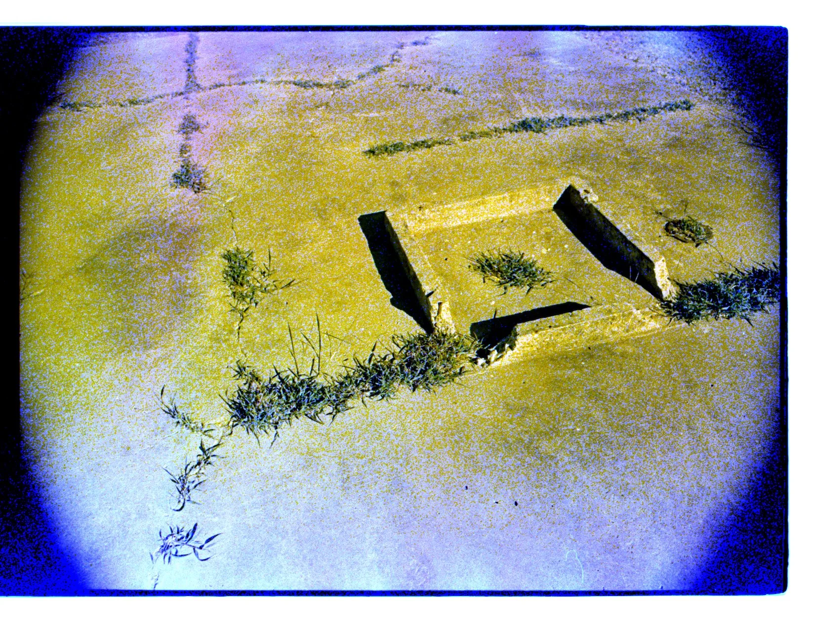 Where the weeds are 10.jpeg