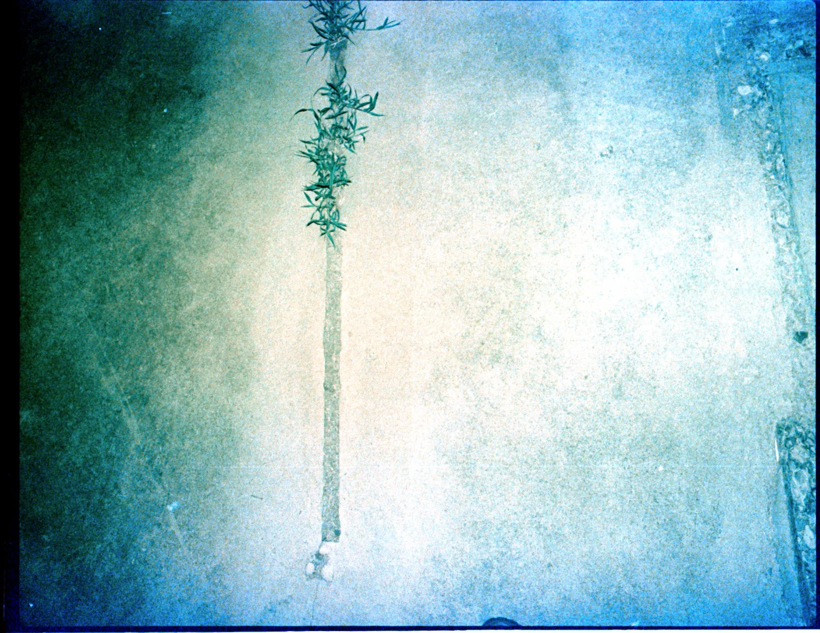 Where the weeds are 1.jpeg