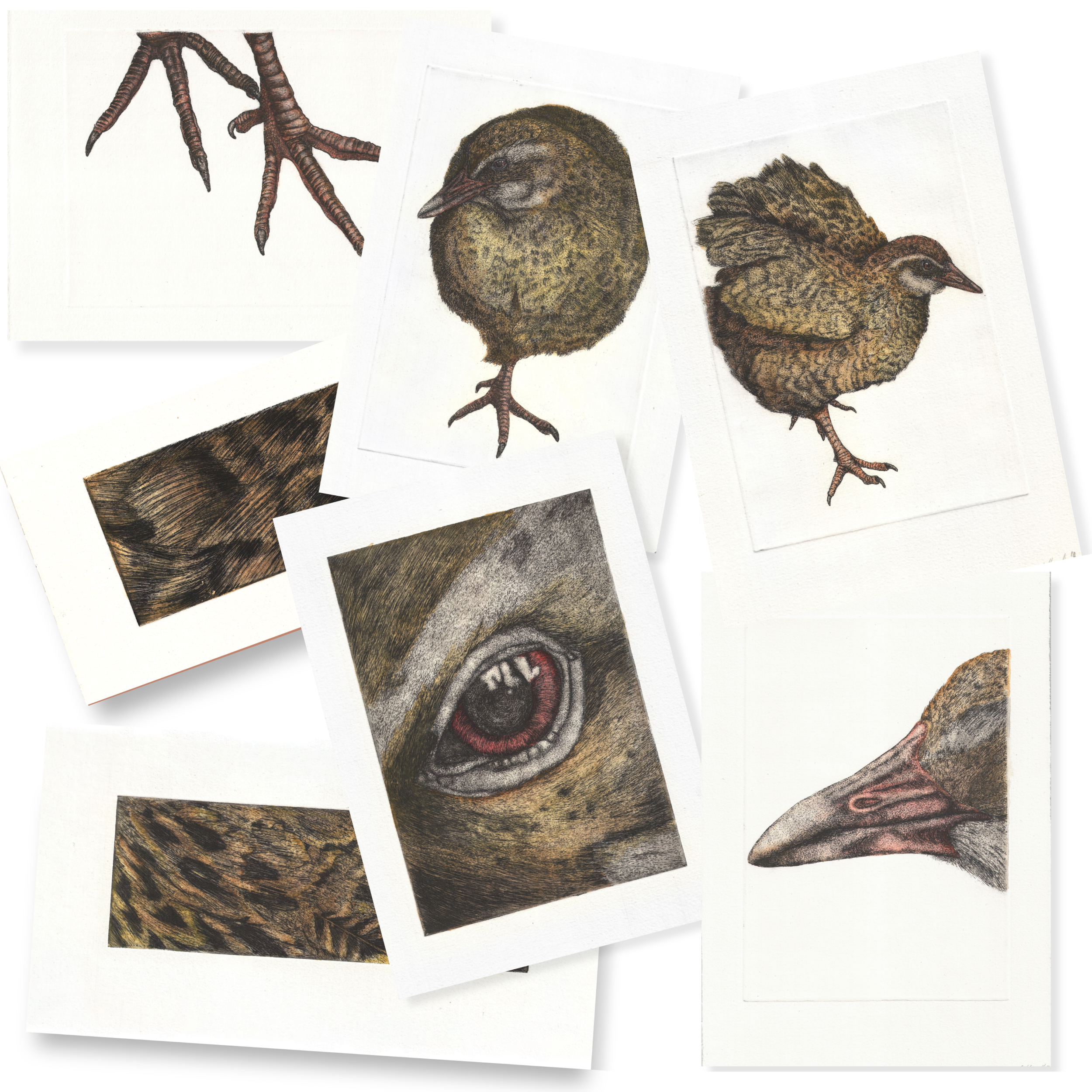 NZ Native Weka Collection | Intaglio Print