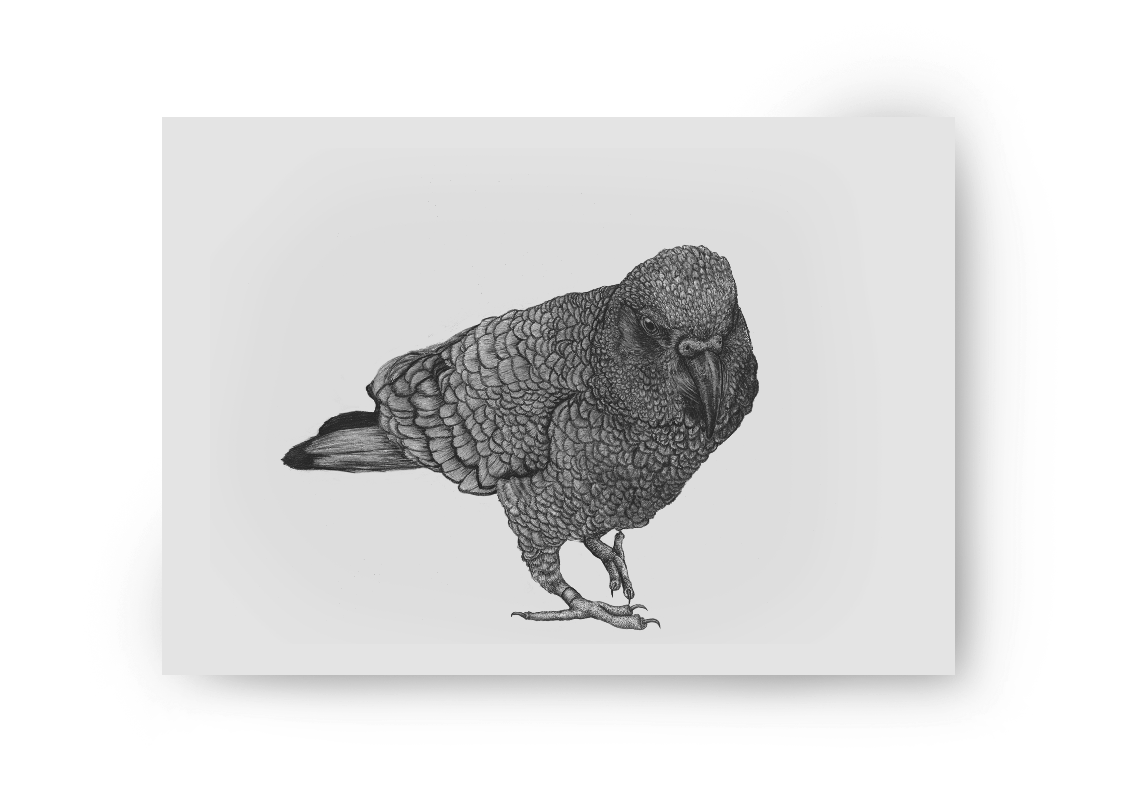NZ Native Kea Mixed Media Collection | Fine Art Print