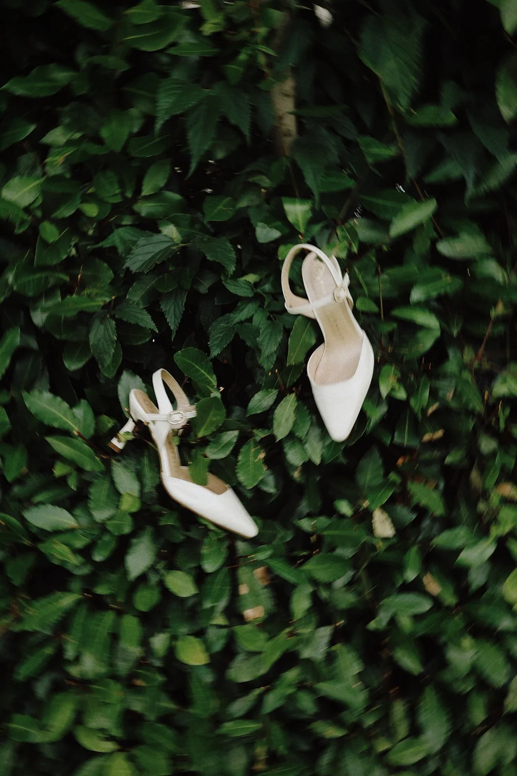 A pair of white high-heeled shoes hanging on a green leafy bush.