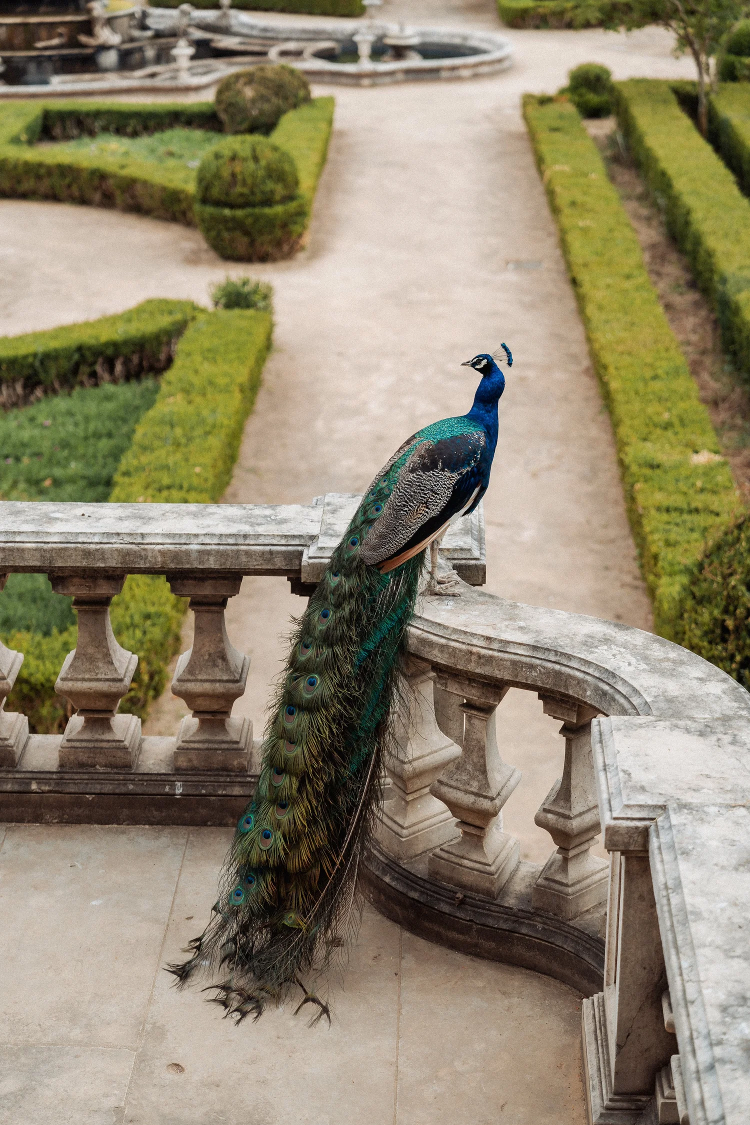 D and C’s LGBTQ+ wedding at Vandelli Gardens, Portugal – photo 1