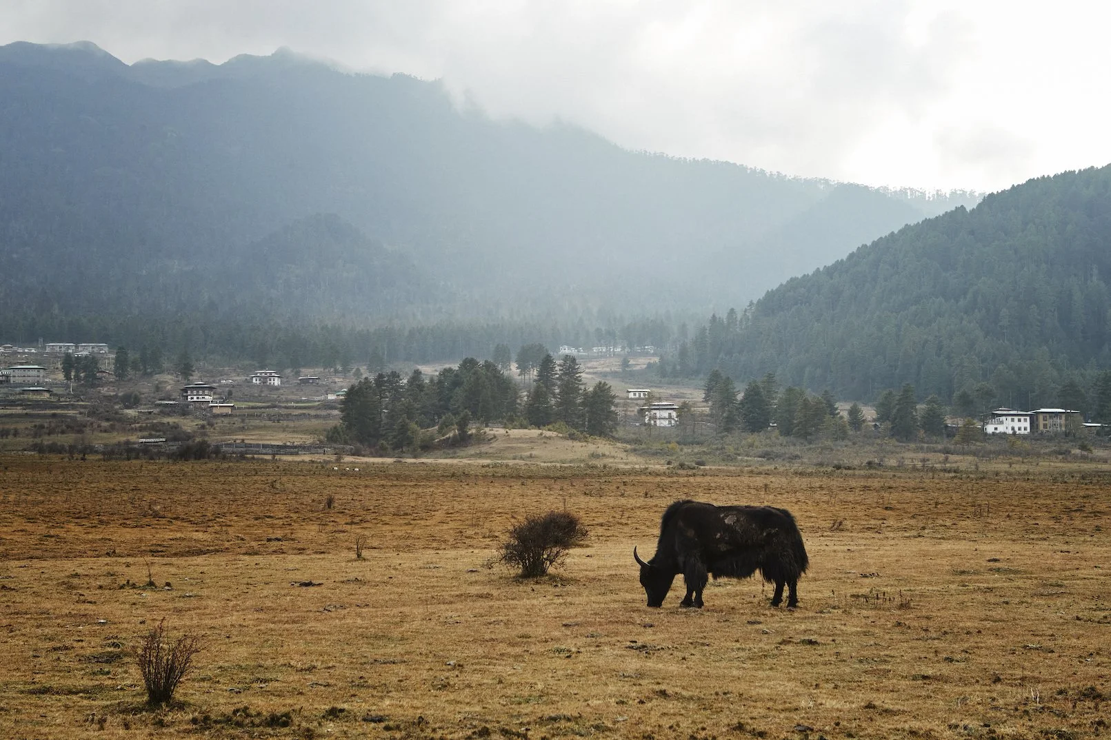 Gangtey Valley with Yaks.jpg