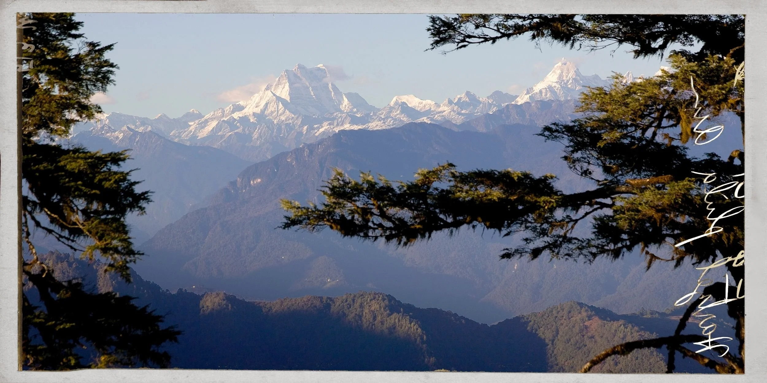 Snow-capped mountain peaks seen through the branches of trees.