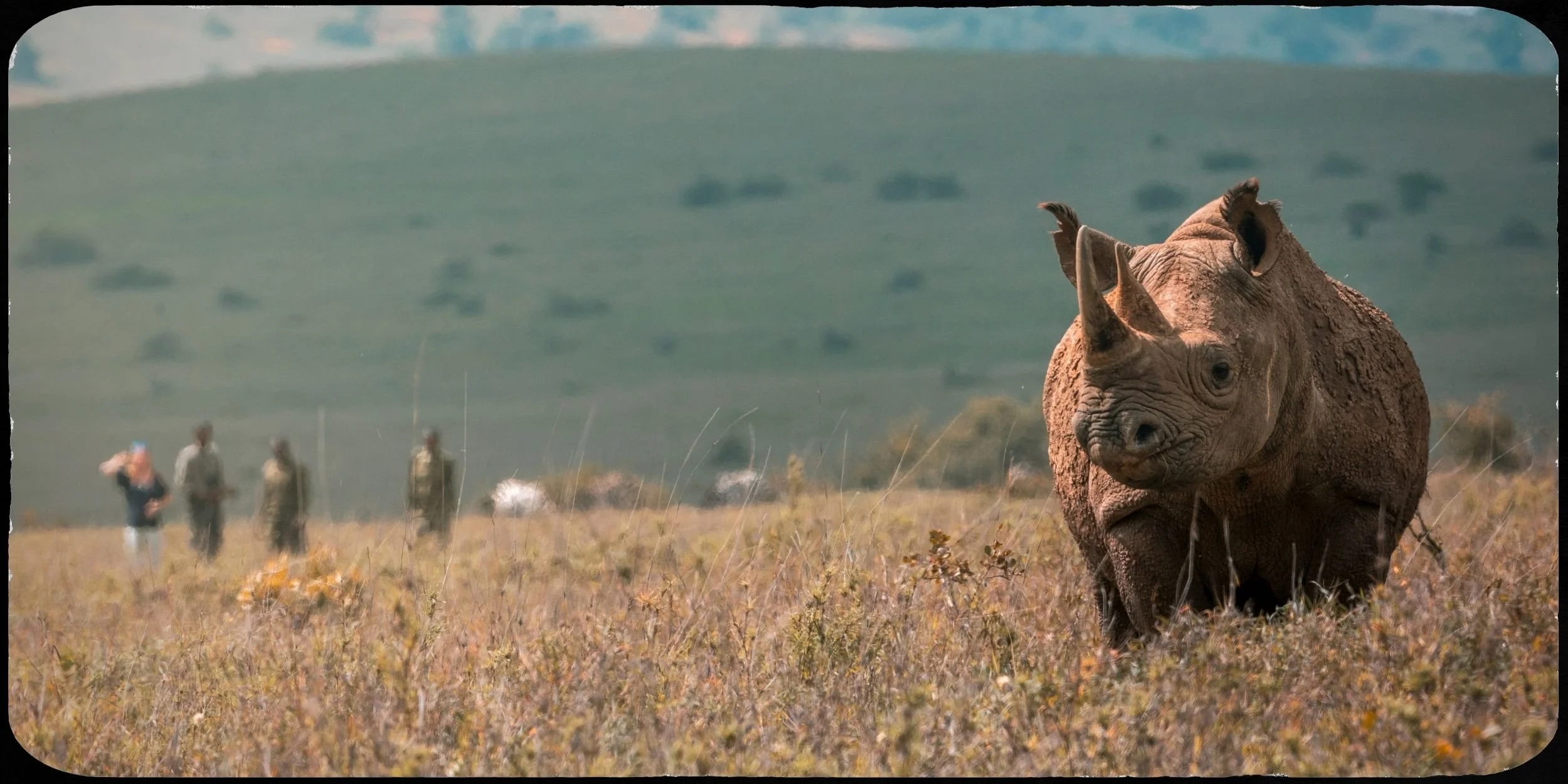 A young rhinoceros standing in a grassy field with a group of people in the background, and rolling green hills in the distance.