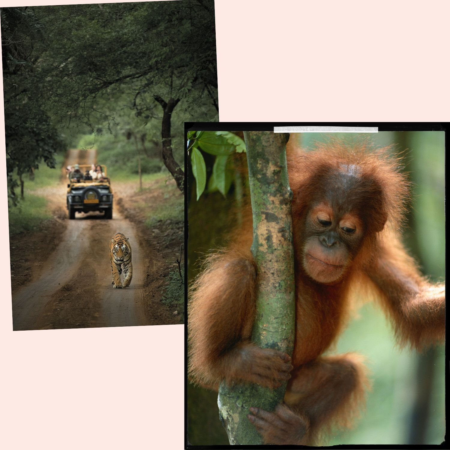 A collage of two images: One shows a safari vehicle with tourists driving on a dirt road through a forest, with a tiger walking towards the camera, and the other features a young orangutan playing on a tree.