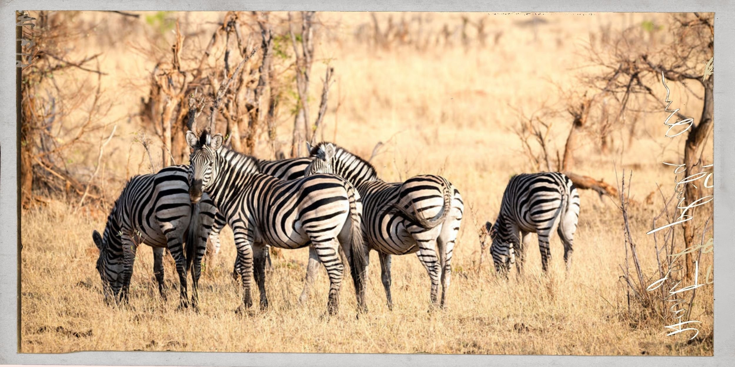 A group of zebras standing in a dry grassland with sparse trees in the background.