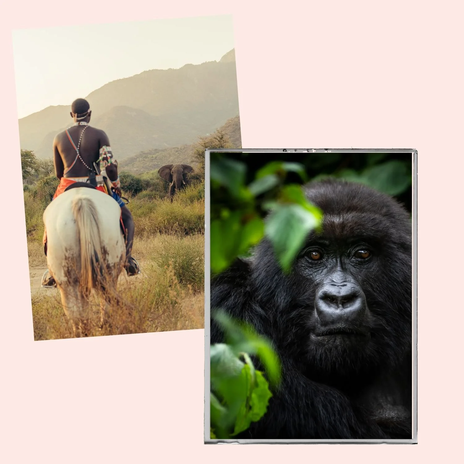 Photograph of a person riding a horse in a savannah with elephants in the background, and a framed photo of a gorilla surrounded by green foliage.