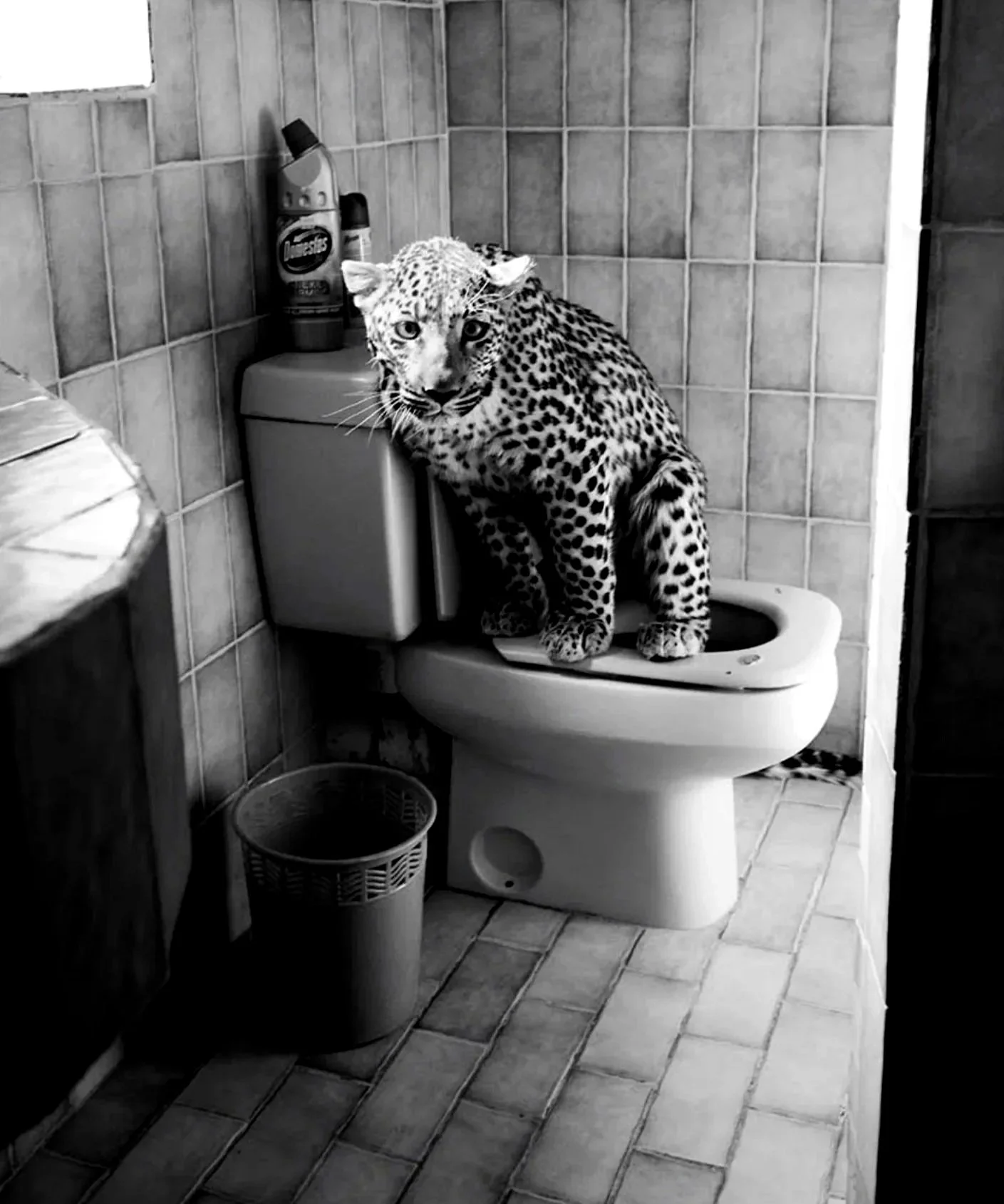 A leopard sitting on a toilet in a bathroom. The bathroom has tiled walls and floor, with toiletries on top of the toilet tank and a trash can on the floor.