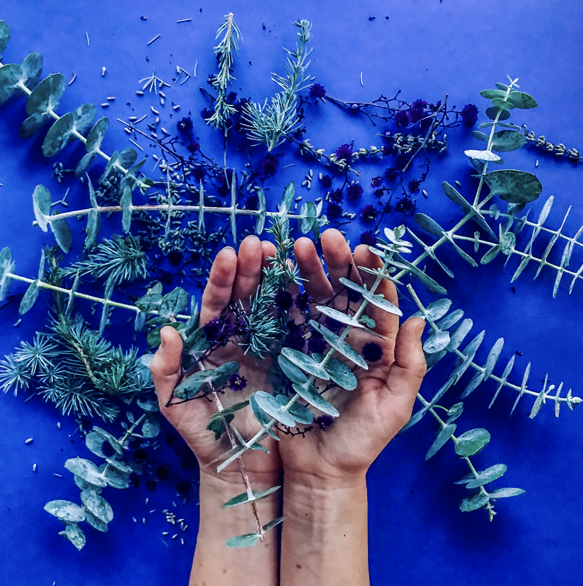 Two hands hold a sprig of gray-green eucalyptus leaves, surrounded by various types of greenery and small purple flowers on a blue background.TRIPLE AXEL MEDIA LITERACY flowers, green leaves, and ferns in shoes with the text 'The Language of Flowers'
