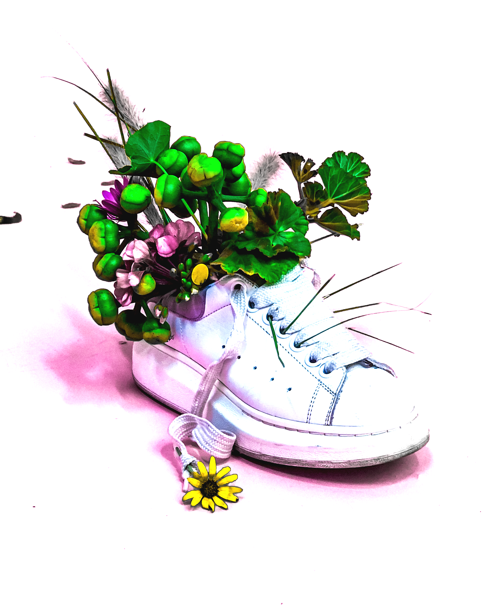 A white sneaker with green plants and flowers growing out of it, on a white background.TRIPLE AXEL MEDIA LITERACY flowers, green leaves, and ferns in shoes with the text 'The Language of Flowers' above.