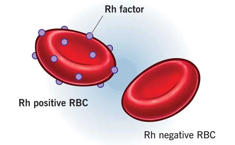 Rhesus blood factor