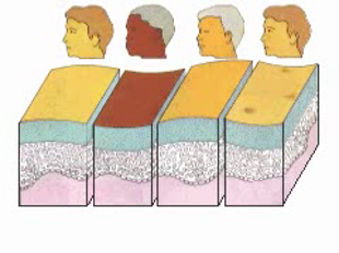 Educational graphic comparing melanin distribution across skin tones