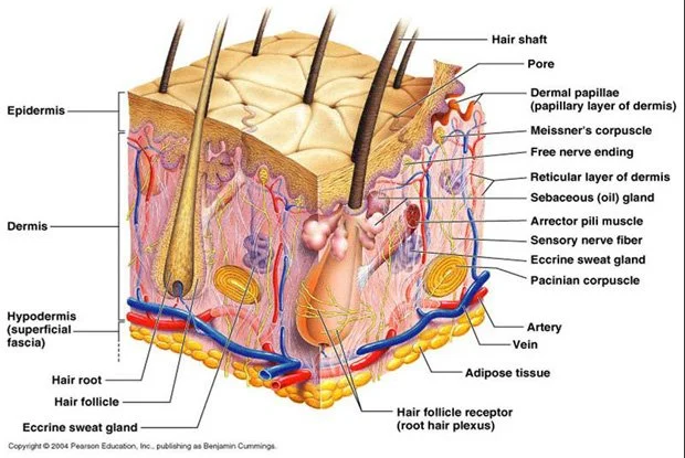 Diagram showing the constitution of human skin